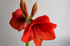 Amaryllis