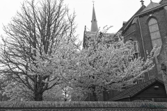 begraafplaats Voorhout (Zwart/Wit)