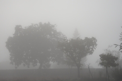 Mist